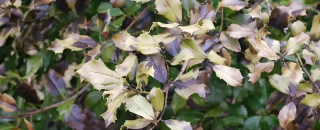 Checklist for Winter Watering